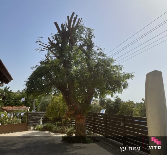 עץ גזום עם ענפים חתוכים בחצר מרוצפת